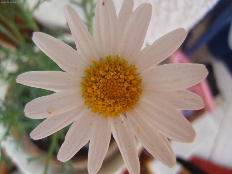 Foto: B�l� p�n� l�ta-kopretinka-makro ;o)