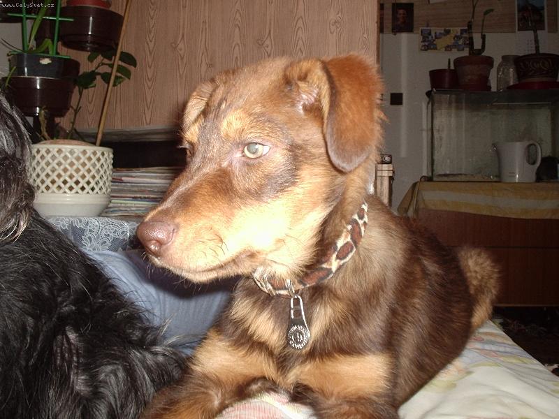 Foto: N� medv�dek Bad�sek-Kr�sn� kuku� k��ence malamuta