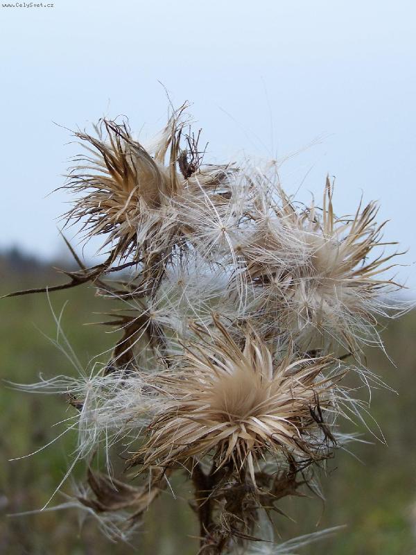 Foto: n�jak� rostlina