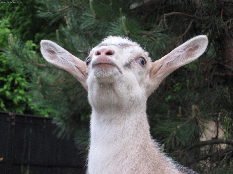 Foto: Hm hm, jak se tak d�v�m, dnes pr�et nebude-Kozl�k