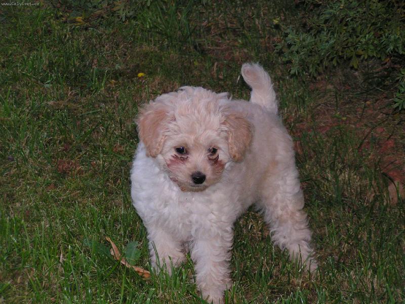 Foto: Kv�do na zahrad�-Kv�do na zahrad�