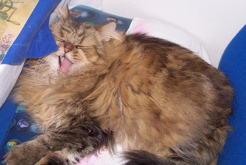 Foto: Z�va�ka-3 let� kocourek,p��tuln�,hrav� a srandovn� je to tich� pozorovatel