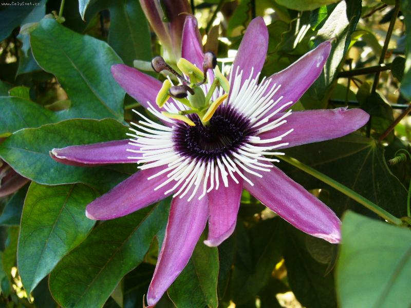 Foto: Mu�enka je�t� neve�e�ela ;)-Mu�enka na italsk�m poloostrov� Gargano