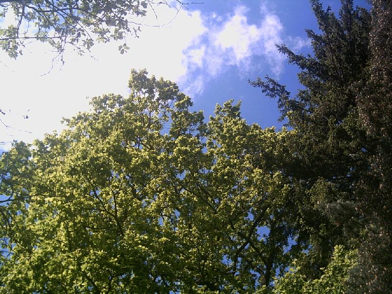 Foto: Jaro-Kv�tnov� nebe