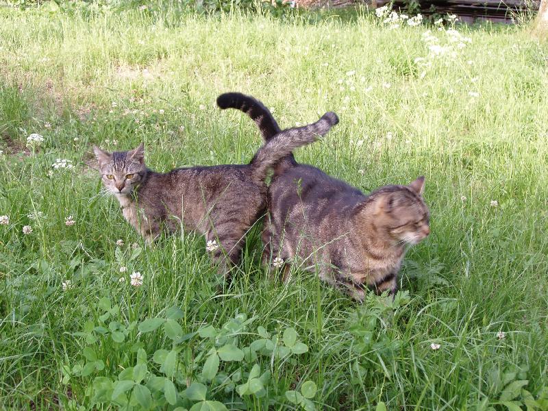 Foto: Maminka se synem-Pozn�v�n� zahrady Sta�enka a Moure�ek