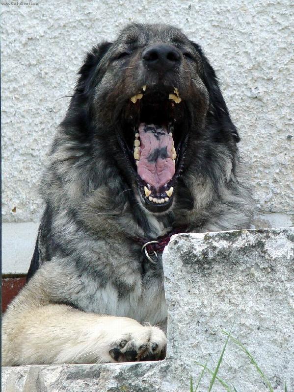 Foto: �ek�n� na pe��nku-U n�s l�taj� pe�en� holuby sami do huby! A u V�s?