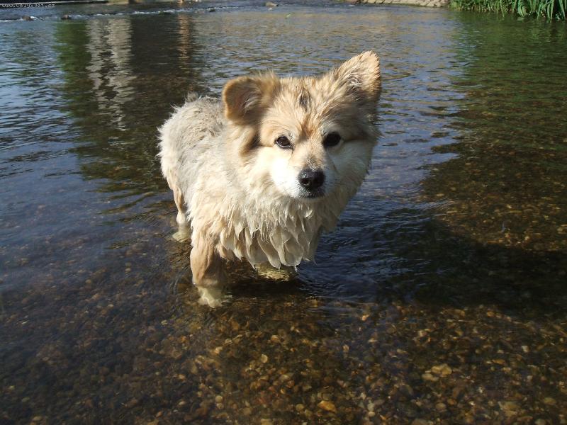 Foto: Ben��ek se koupe-Ben��ek m� r�d vodi�ku