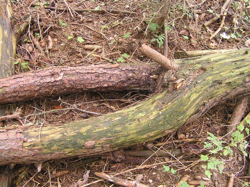 Foto: p��roda �aruje-padl� strom