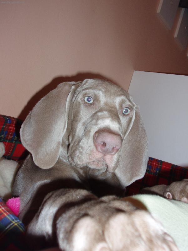 Foto: Archie p�zuje-Archie 5 m�s�c�,v�dy r�d p�zuji,pod�vej te se na www.vymarskyohararchie.estranky.cz