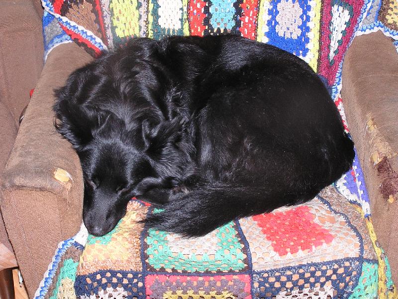 Foto: jak skladovat velk�ho psa-tohle je moje m�sto na span�