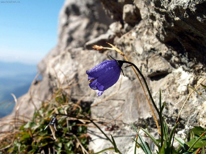 Foto: Zvonek-nev�m p�esn� n�zev; foceno na Bielych Skal�ch