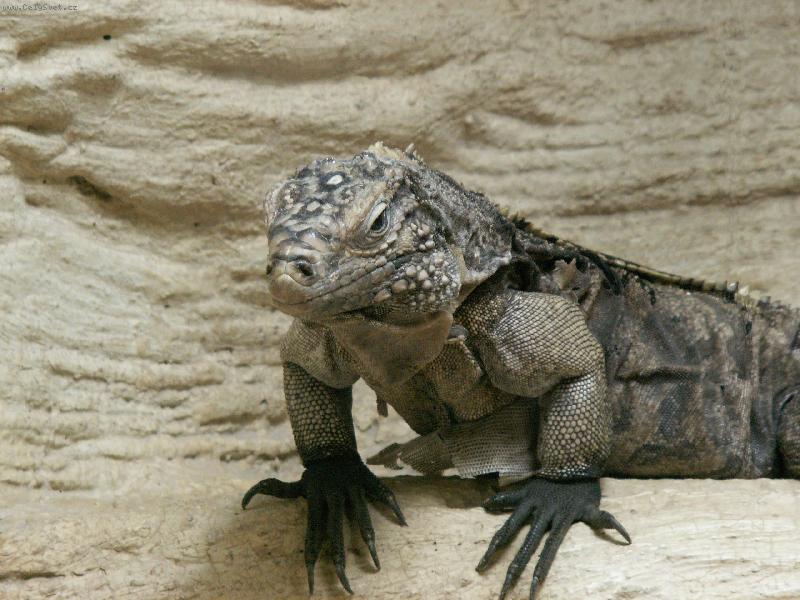 Foto: Legu�n-Foto po��zeno v Zoo Praha