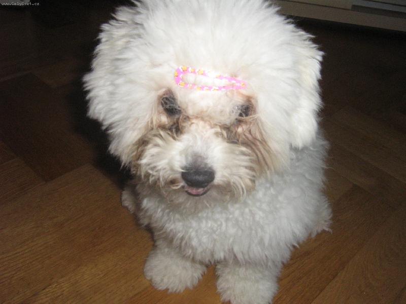 Foto: Na�e pusinka-Shereenka