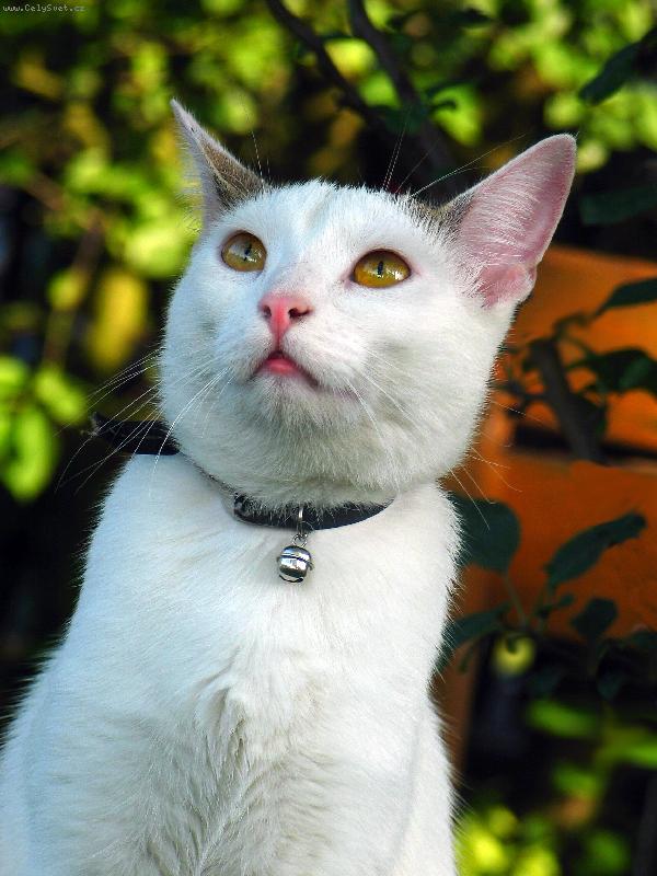 Foto: Zaujet� ko�i��