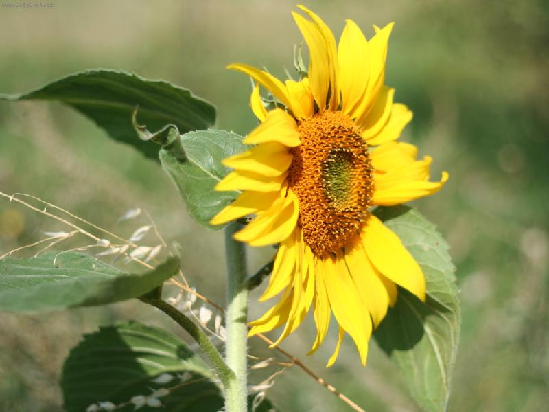 Foto: krasavice-jedna z posledn�ch slune�nic na poli