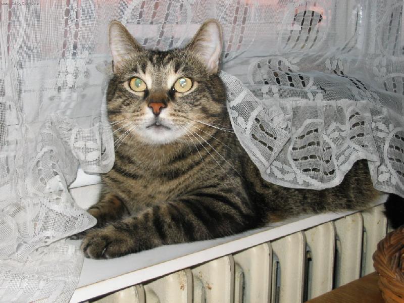 Foto: nev�sta-p�i prol�z�n� pod z�clonou