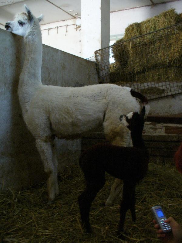 Foto: Lama Krotk�-Lam�tko poly u maminky Vicky