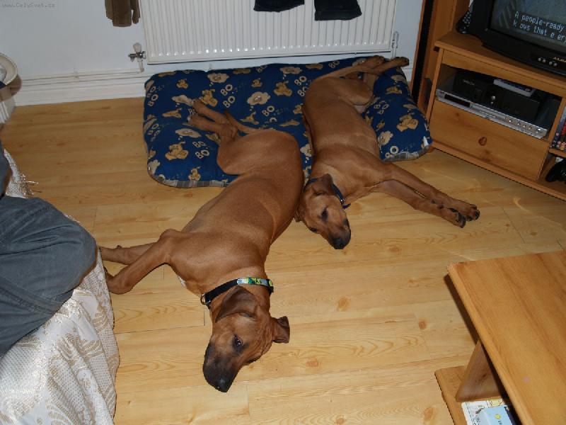 Foto: Pot�ebujem v�t�i peli�ek-Zac a Blade po po��dn� honi�ce