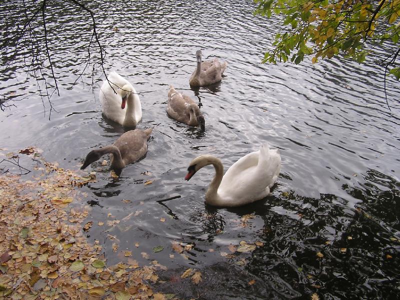 Foto: Labut� ve vod�-Ve vod� n�m je nejl�p