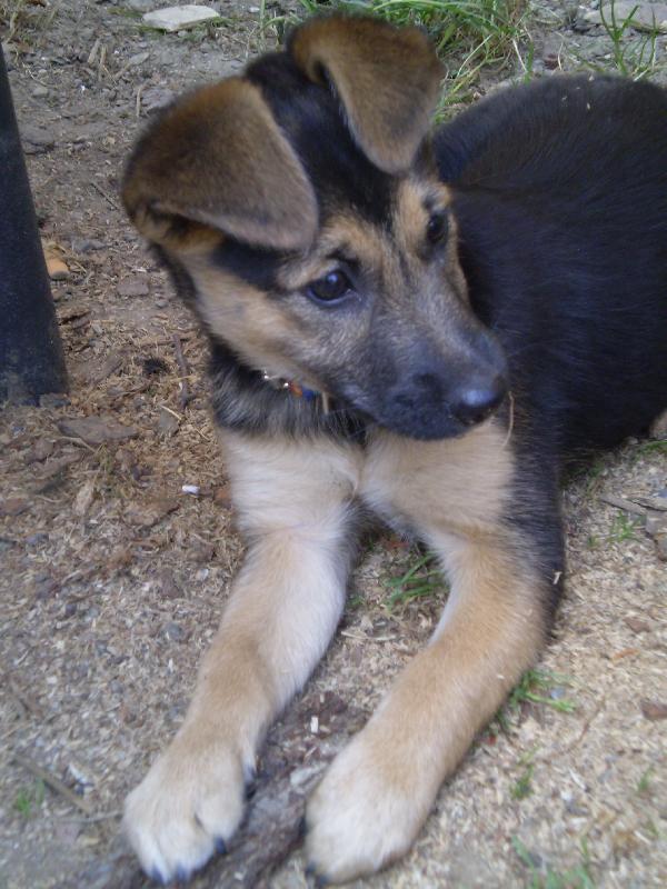 Foto: Rasty-Jednou ze m� vyroste kr�sn� ps� sle�na!!!