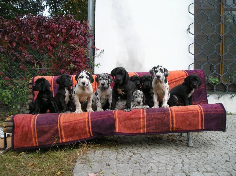 Foto: H�dejte , kolik n�s tu je...? No 10 dogou�k�-V�c, u� se n�s sem opravdu neve�lo