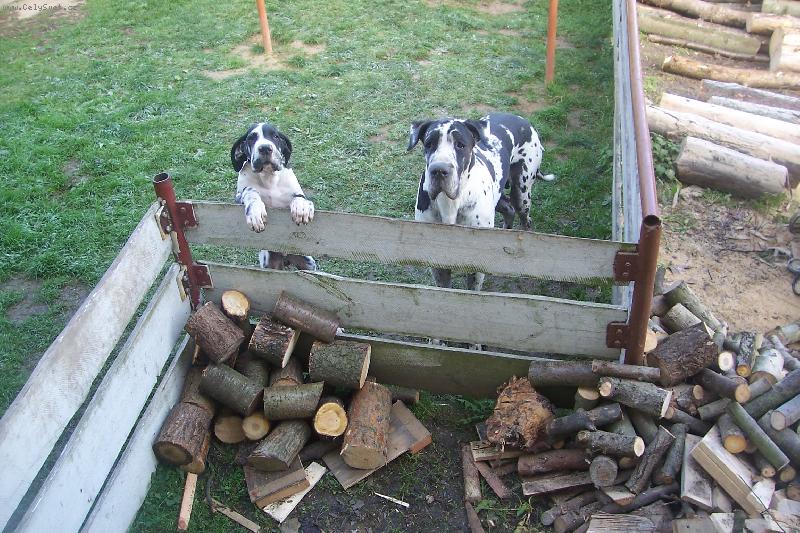 Foto: Dva �ebr�ci pod oknem