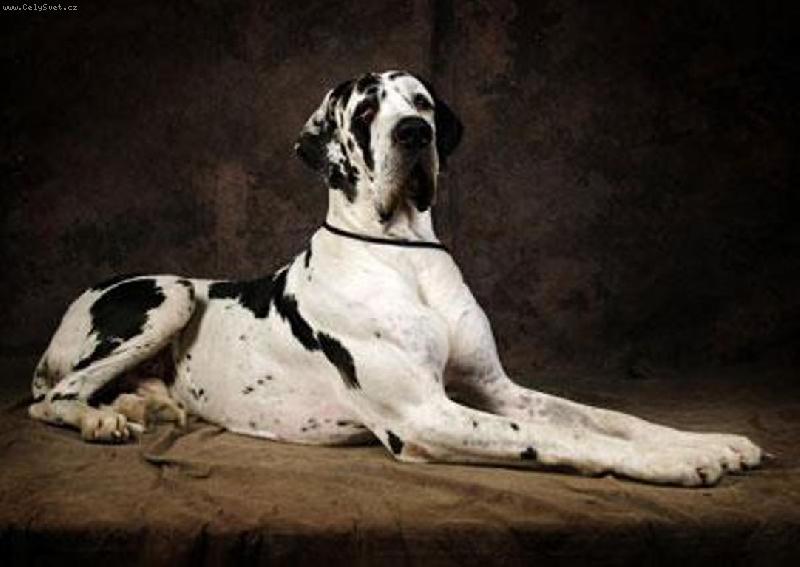 Foto: Bonaparte Regia Uttis-tak vydr�el le�et asi 5 vte�in, ale vy�lo to