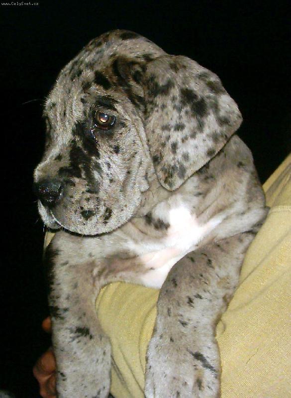 Foto: Baxi-�ed� tygr 7t�dn�