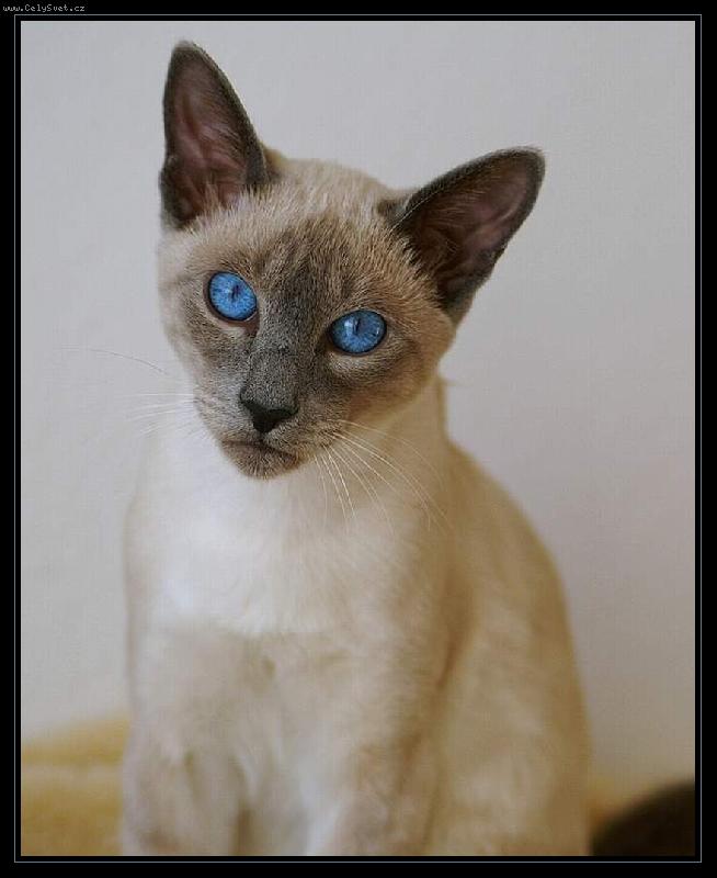 Foto: ... j� jsem tak smutnej kocourek...-...samoz�ejm� to jen hraje...