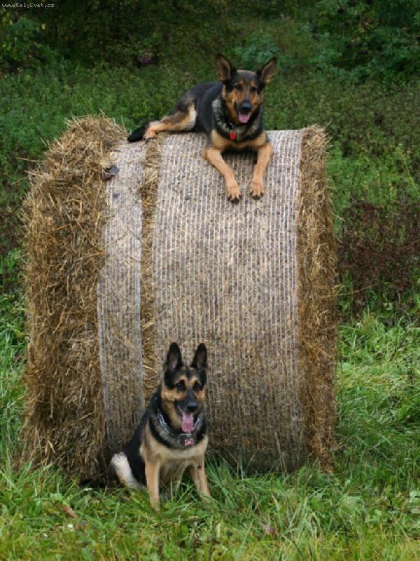 Foto: Bonita a Tes�k-��ov� brig�da