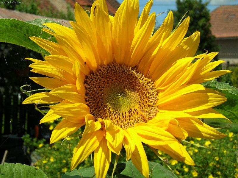 Foto: slune�nice na zahrad�