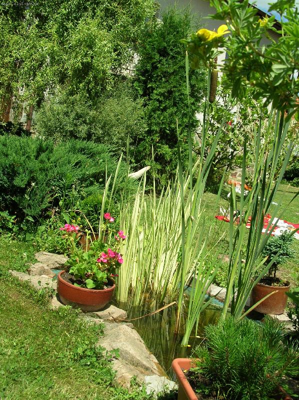 Foto: rozkvetl� zahrada