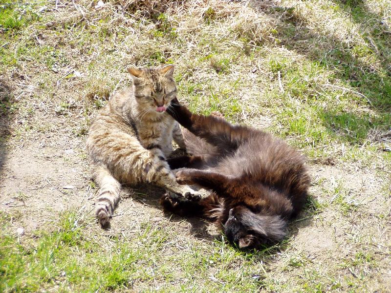 Foto: Hr�tky-Je to fajn m�t kamar�da.