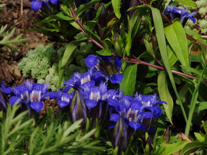 Foto: Modr� je dobr�-Na zahr�dce