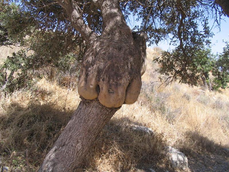 Foto: Co dovede p��roda-Nechte pracovat fantazii