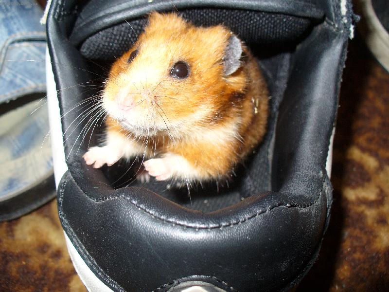 Foto: Na�e Hryzalka - v�udybylka-Mus�m to tu pro�mejdit