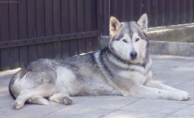 Foto: v�echno to m�m pod kontrolou, a kdyby n�co tak....