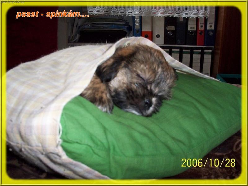 Foto: Ronny - sp�c� v pol�t��ku-pol�t��ek m� rozm�ry 30x30cm a N� Ronn�k si ud�lal z n�ho zavinova�ku:-)