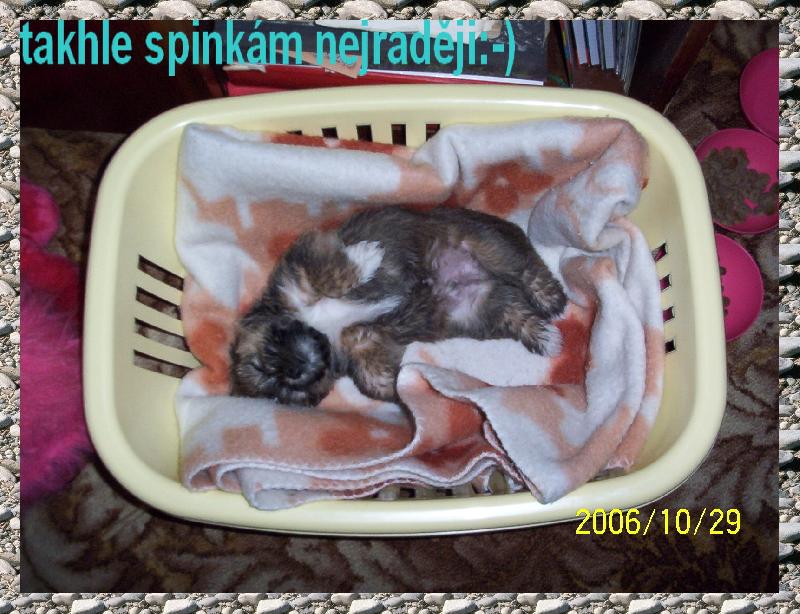 Foto: Ronny p�i sp�nku-Ronn��ka velmi obl�ben� poloha...