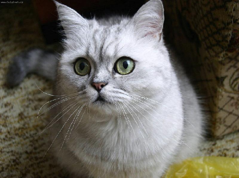 Foto: Fil�pek-Detail