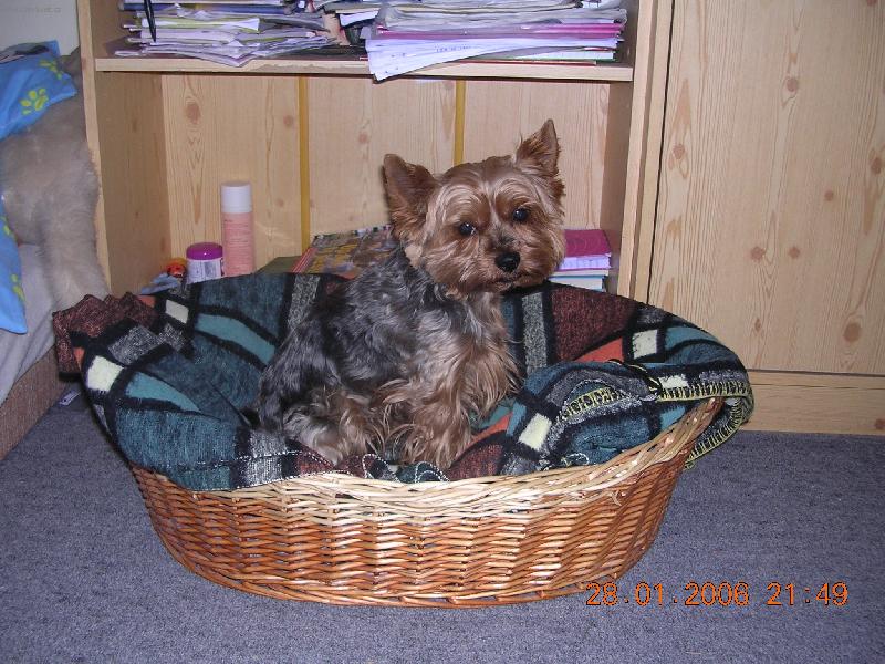 Foto: Jsem pohod�� a flegmatik.-Jmenuji se Chip a je mi 5 let.