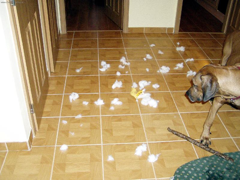 Foto: Garfield u� to m� za sebou