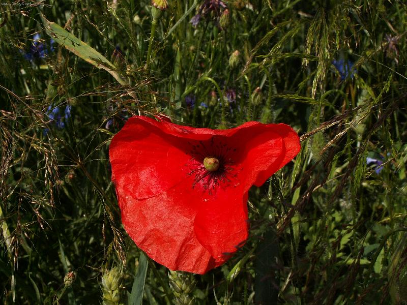 Foto: Vzpom�nka na l�to