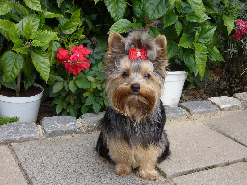 Foto: Sendynaka-�sm�v pros�m....