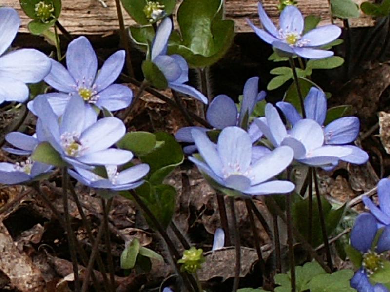 Foto: T�en� se na jaro