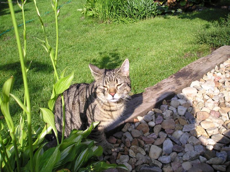 Foto: bez slune�n�ch br�l�....-bez slune�n�ch br�l�....