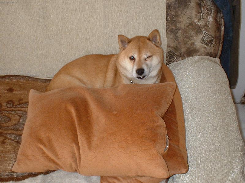 Foto: pozdrav ospal�ho Dindy-mrk