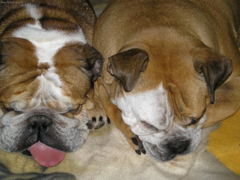 Foto: Pupek a Merry-odpoledn� siesta