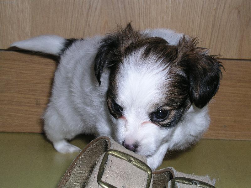 Foto: Mysl�m, �e t� nese�eru!-Papillon Estrelle Royal Senden-Ay