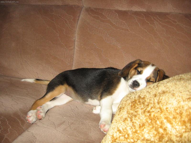 Foto: Odpoledn� odpo�inek-Gau� je gau�